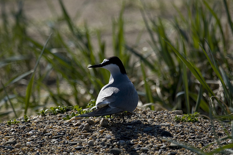 Aleutian Tern