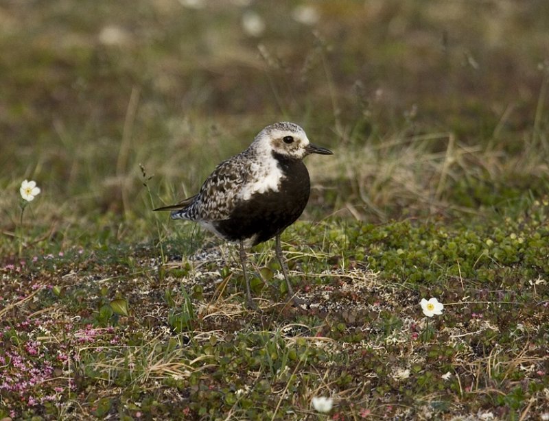 Black-bellied plover - female