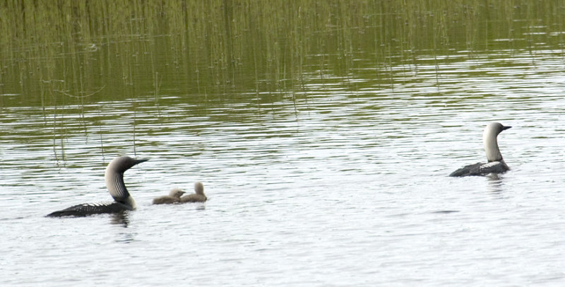 Pacific loon