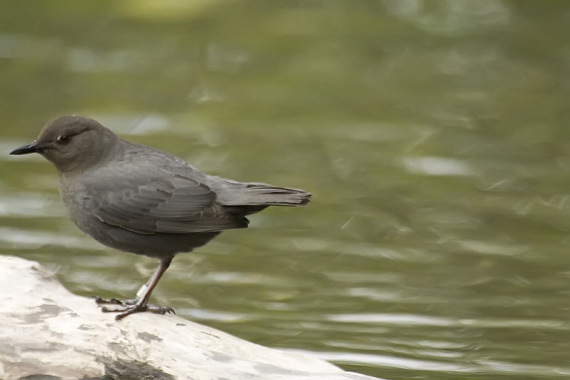 American dipper