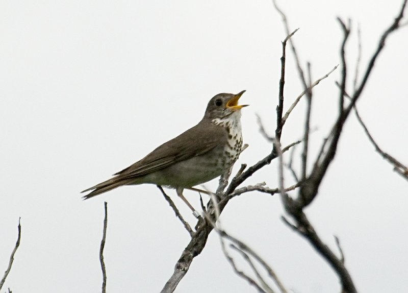 Gray-cheeked thrush