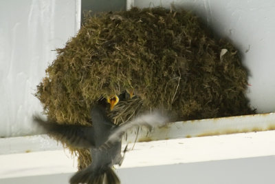 American dipper nest - feeding