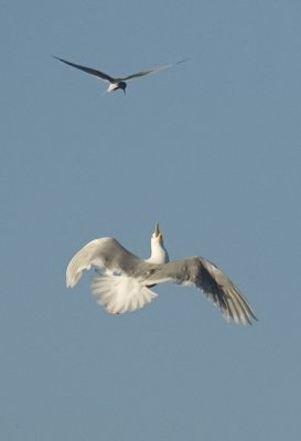 Glaucous Gull and Arctic Tern