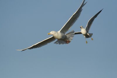 Glaucous and Mew Gulls