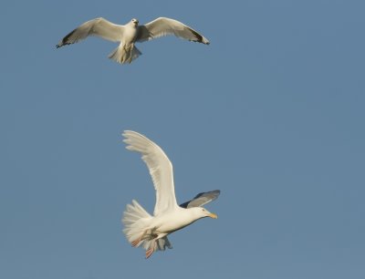 Glaucous and Mew Gulls