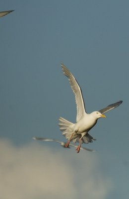 Glaucous and Mew Gulls and wing of Arctic Tern