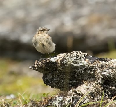 Northern Wheatear youngster