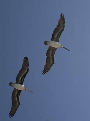 Brown pelican juveniles