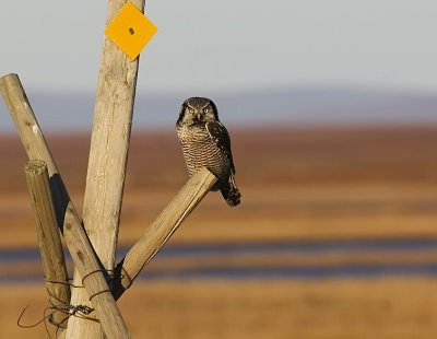 Northern hawk owl on Iditarod trail marker