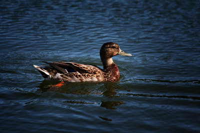 IMG_2696P.jpg