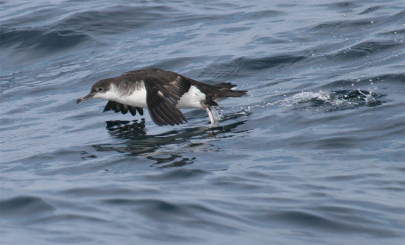 Manx - Taking off