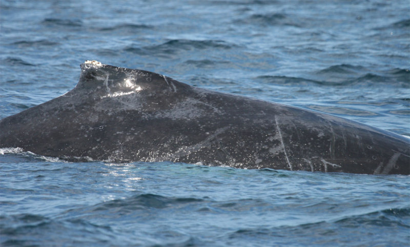 Humpback whale