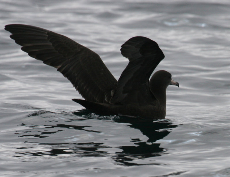 Flesh-footed Shearwater - stretching wings