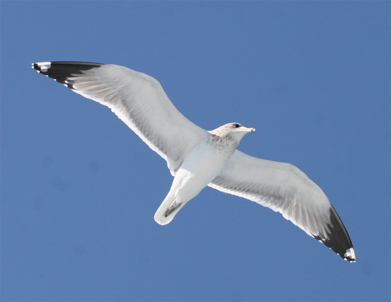 Adult California Gull - basic plumage