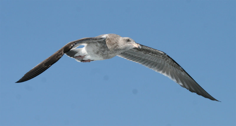 2nd- cycle Western Gull