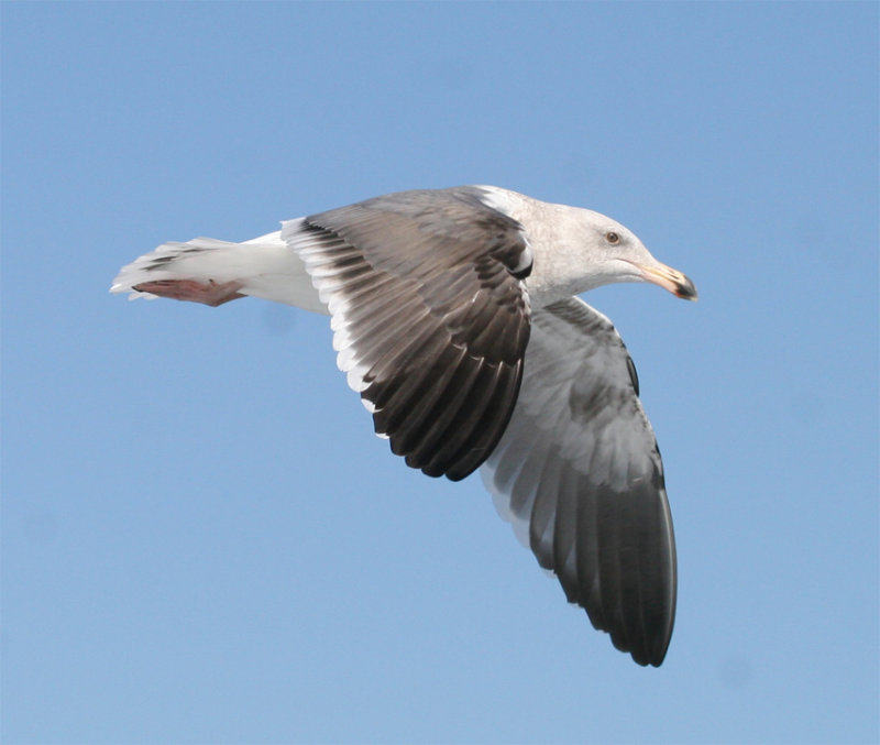 3rd cycle  Western Gull