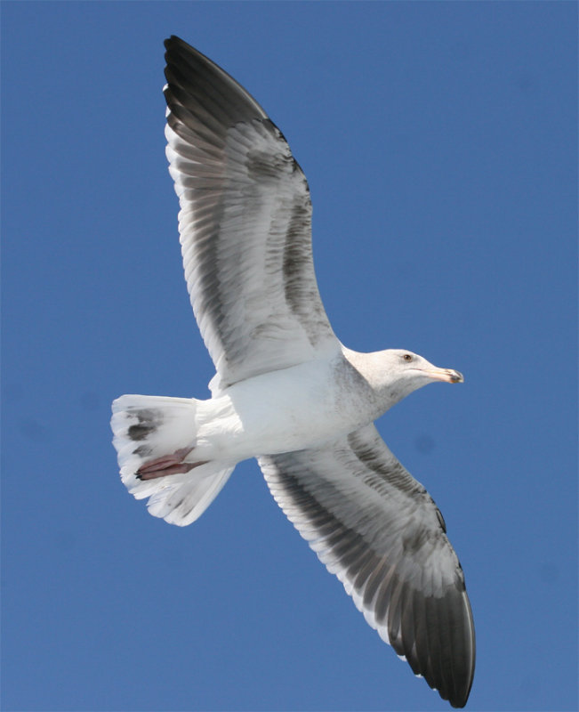 3rd-yr. Western Gull-ventral view