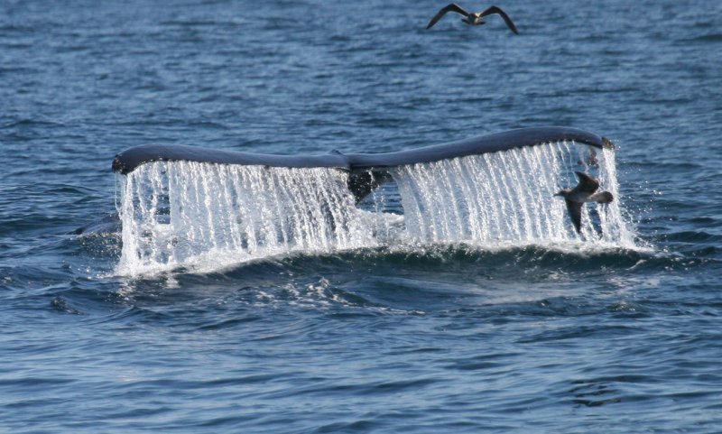 Humpback Whale Flukes
