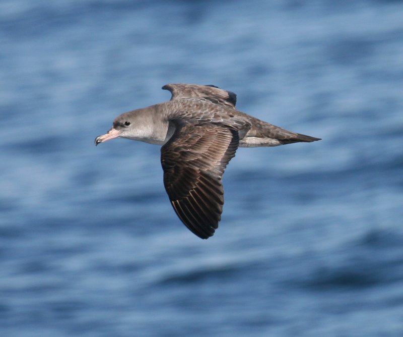 Pink-footed Shearwater - dorsal view