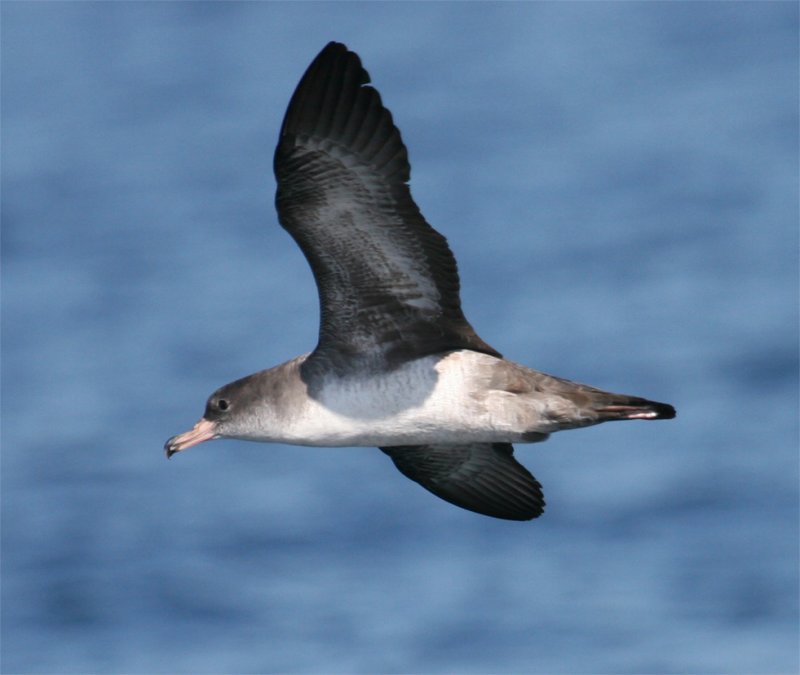 Pink-footed Shearwater - ventral view