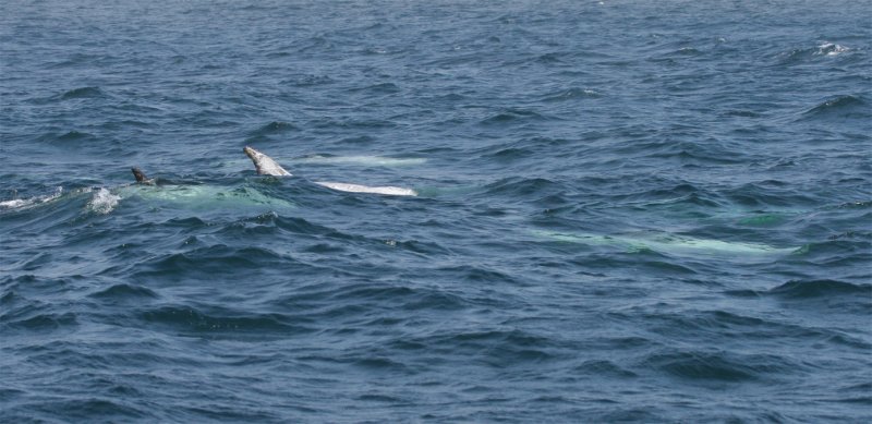 Risso's Dolphins above & below the surface