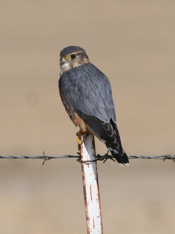 Adult Merlin