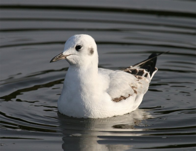 Bonaparte's Gull