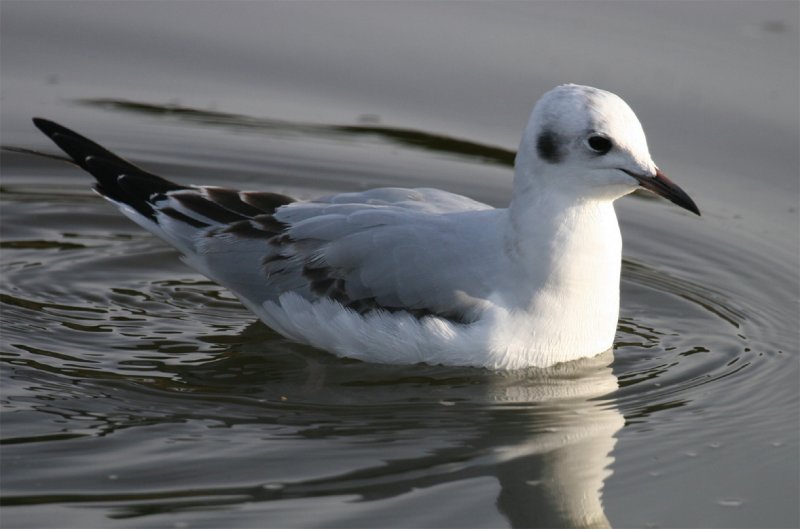 Bonaparte's Gull