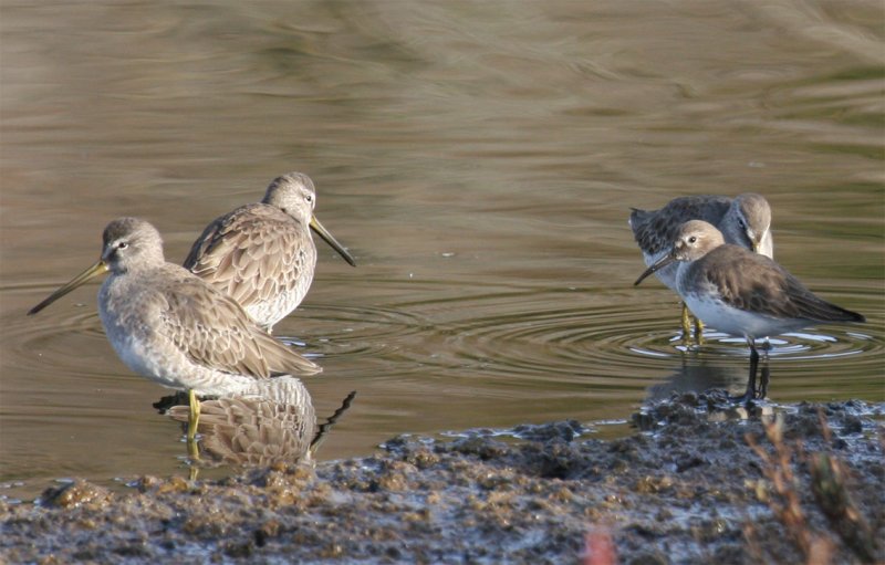 Dunlin--Dows.jpg