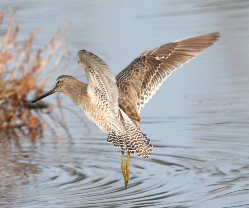 Long-billed Dowitcher in flight