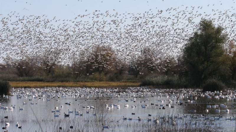 Snow Geese in Flight at Gray Lodge