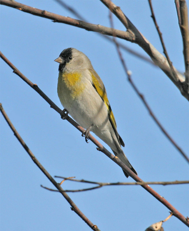 Lawrence's Goldfinch