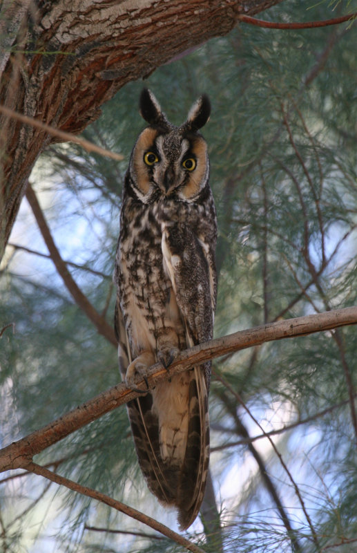 Long-eared Owl Mercy Hot Springs