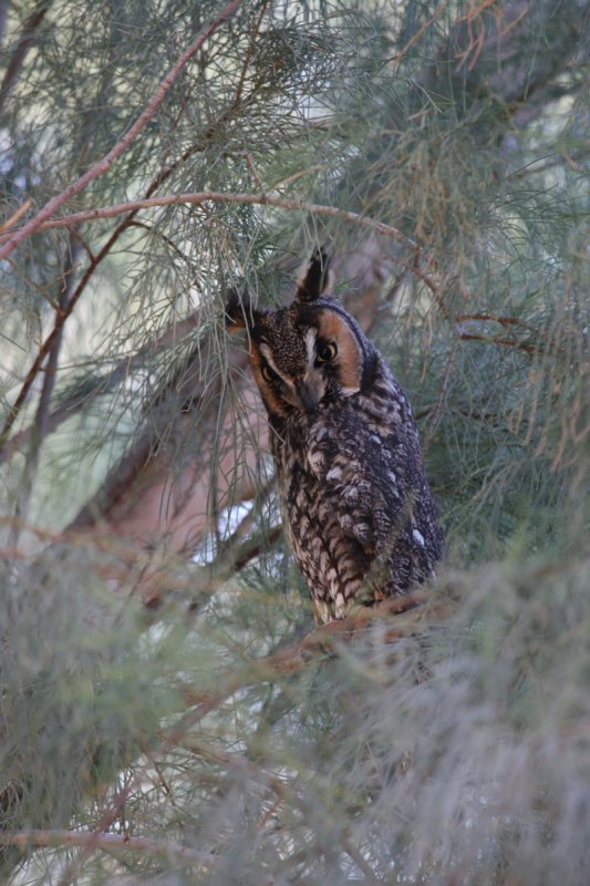 Long-eared Owl, Panoche CBC