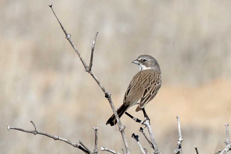 Sage Sparrow, by Bob Lewis