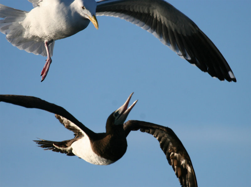 Western Gull harassing Brown Booby