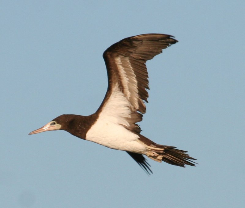 Brown Booby Monterey