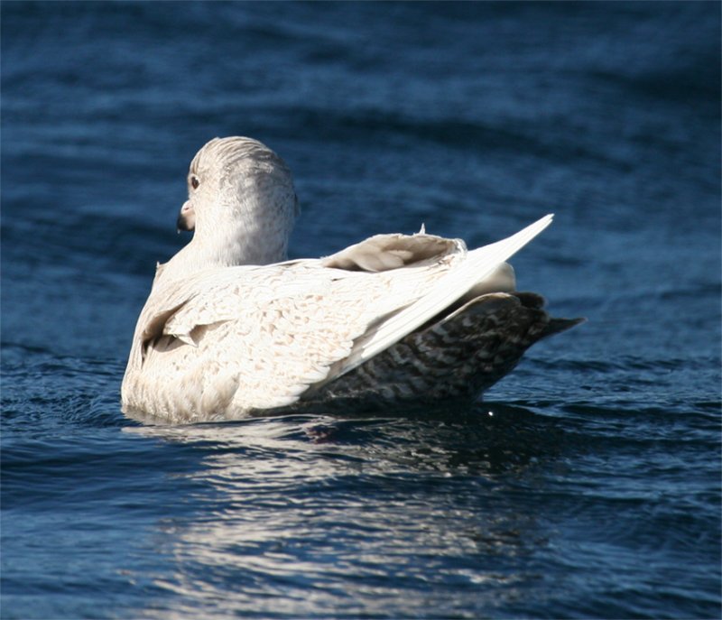 Glaucous Gull-undertail