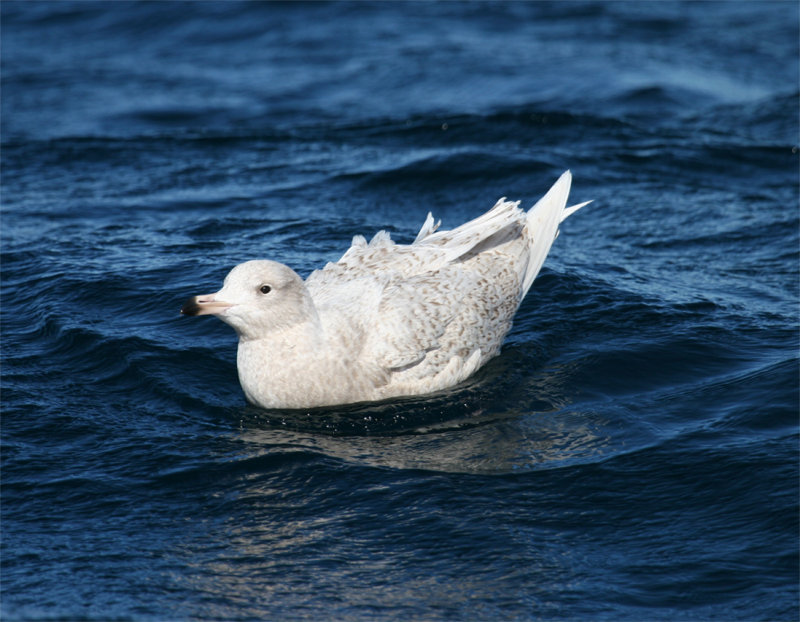 Glaucous Gull