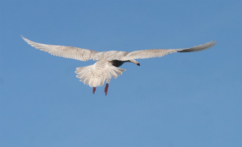Glaucous Gull - dorsal view-in-flight