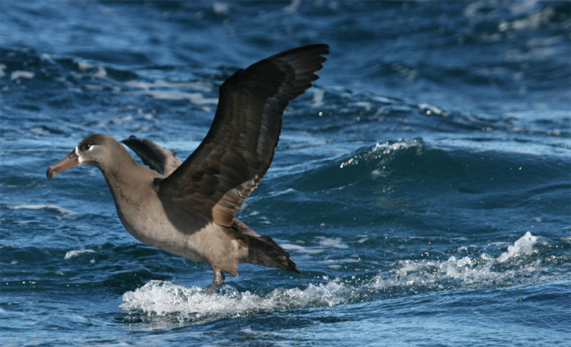 Black-footed Albatross - Surf City