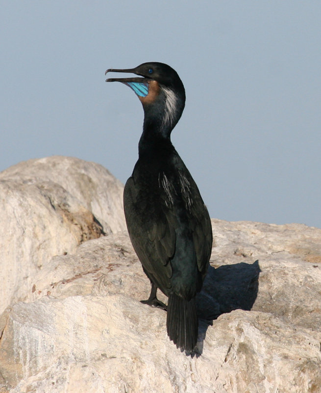 Brandt's Cormorant