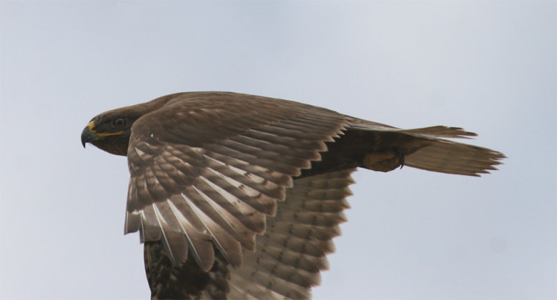 Dark-morph Ferruginous Hawk