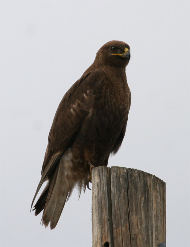 Dark-morph Ferruginous Hawk