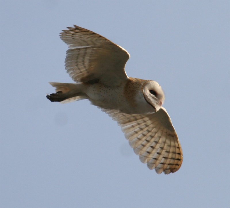 Barn-Owl-flight.jpg