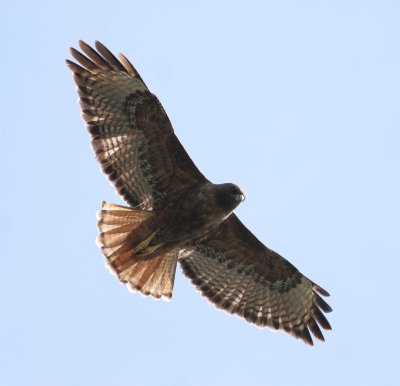 Dark-morph Red-tailed Hawk