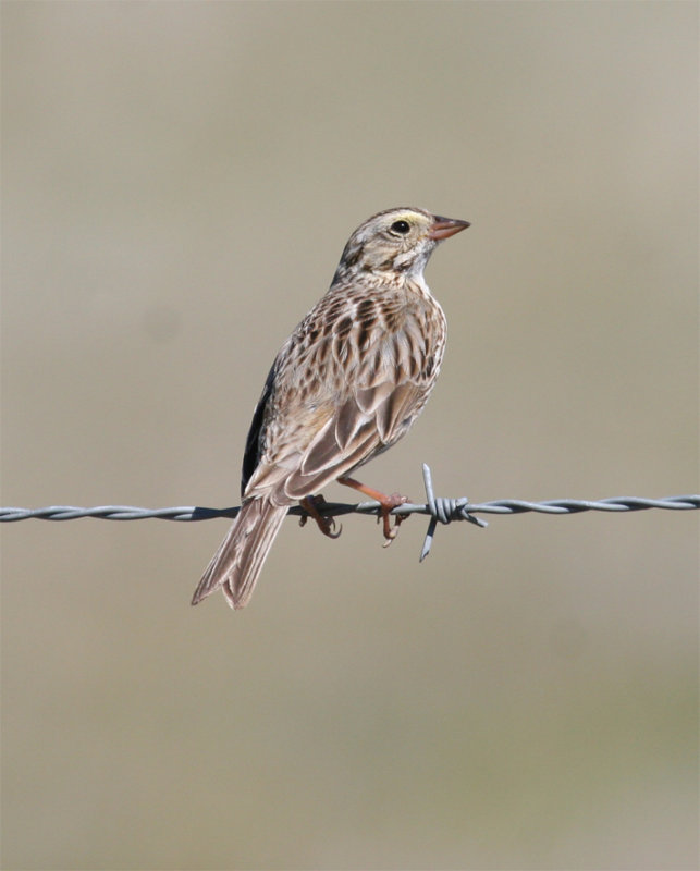 Normal Savannah Sparrow