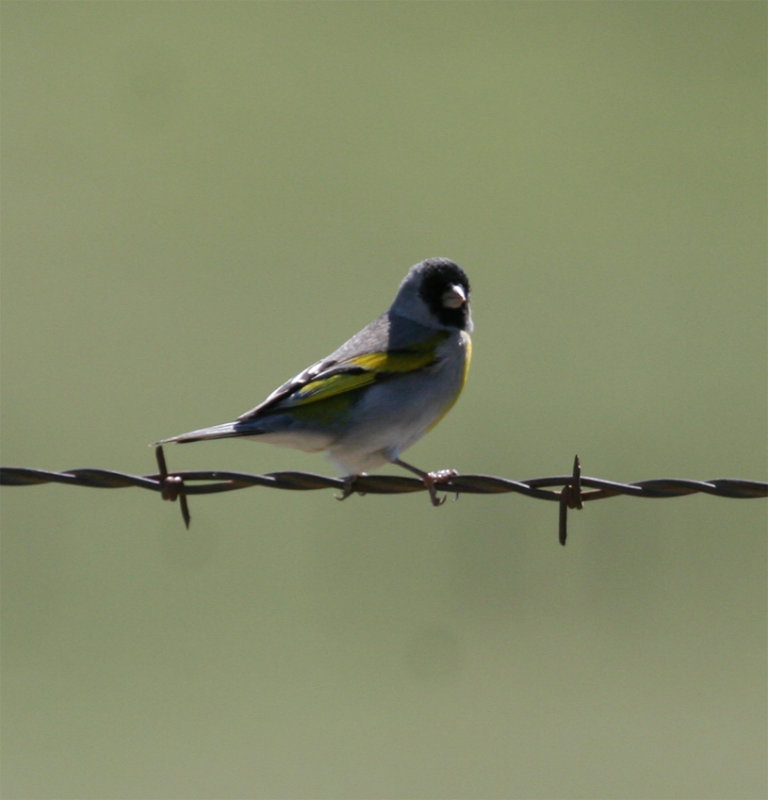Lawrence's Goldfinch