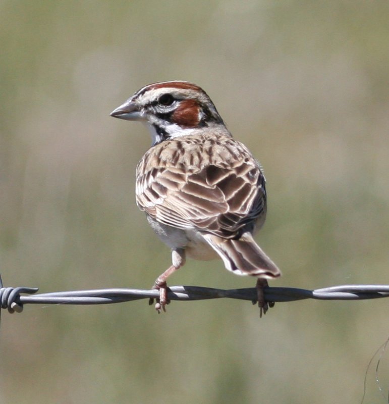 Flycatchers & Sparrows of Panoche Valley