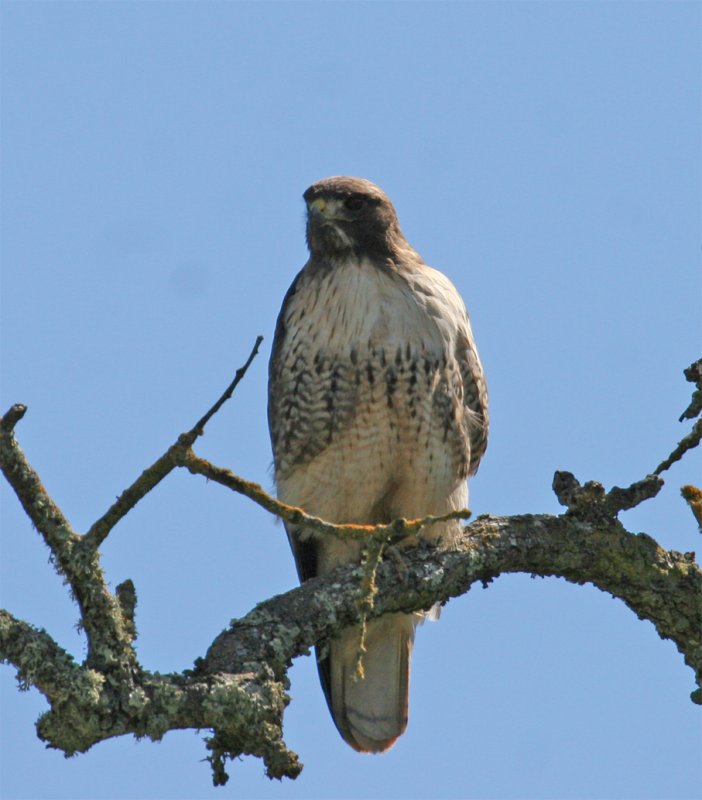 Perched Red-tailed Hawk